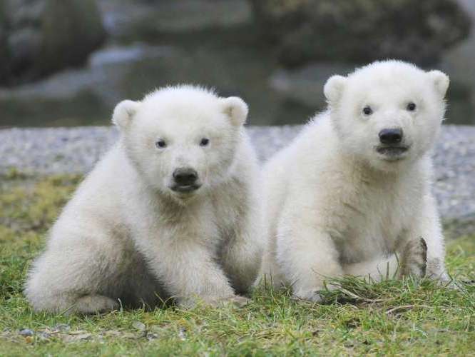 Ouwehands Dierenpark Rhenen