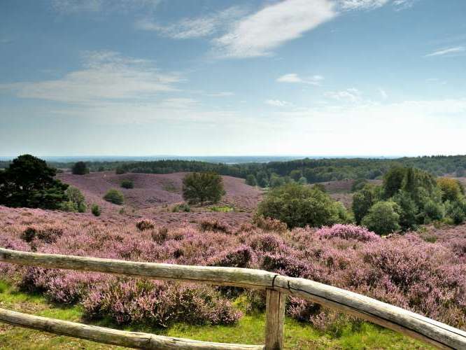 Nationaal Park Veluwezoom / wild observatieposten